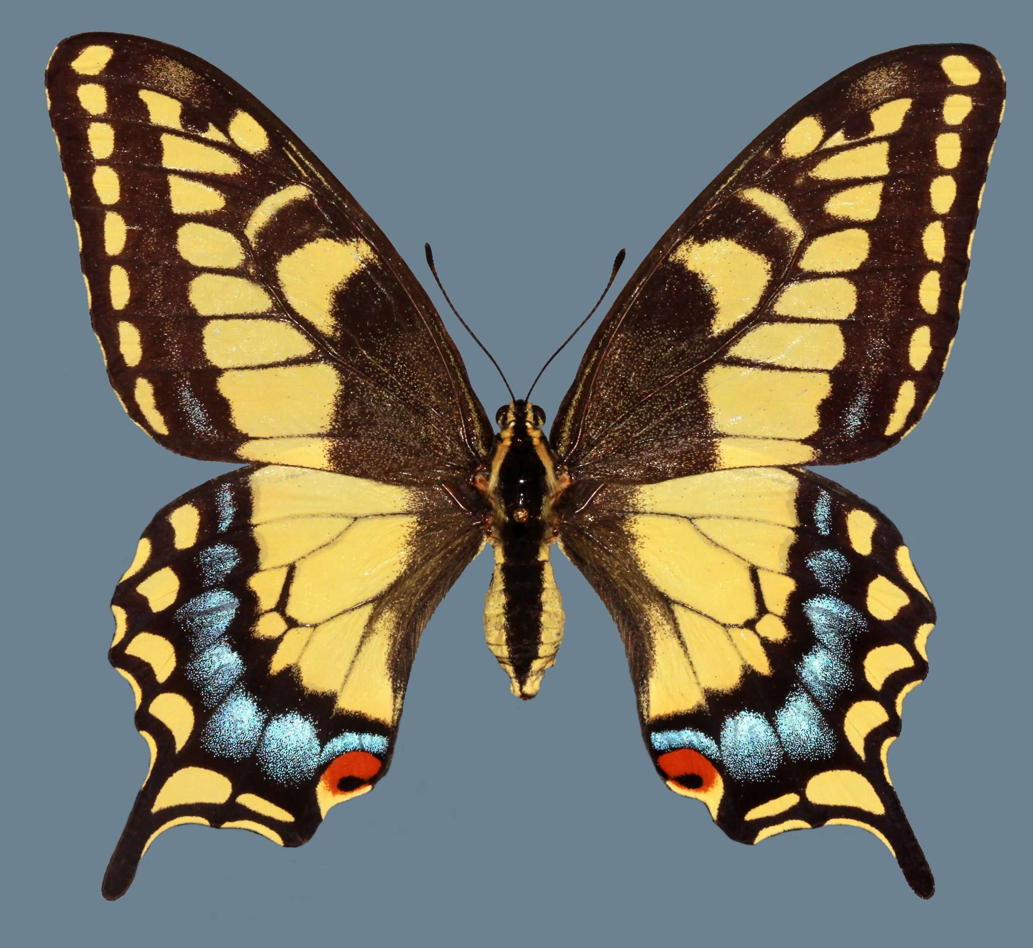 Imagem de <i>Papilio machaon bairdii</i>