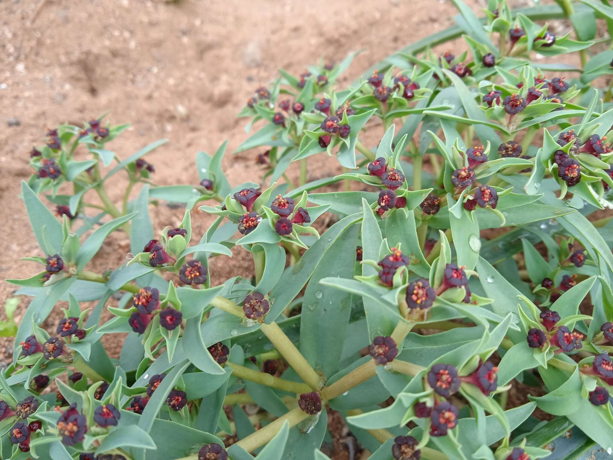 Image of Euphorbia portulacoides L.