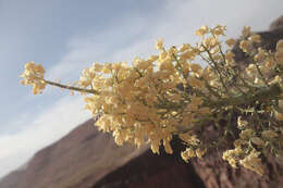 Image of Newberry's yucca; chaparral yucca