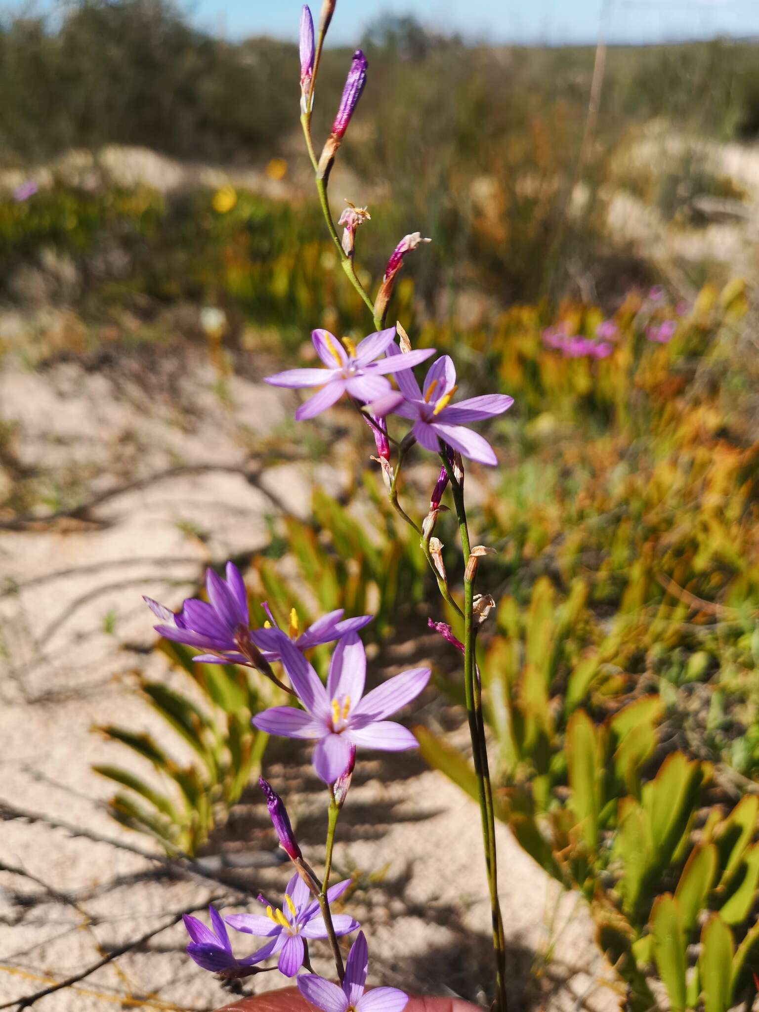 Image of Geissorhiza purpurascens Goldblatt