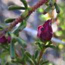 Image of Boronia inornata subsp. leptophylla (Turcz.) M. A. Burgman