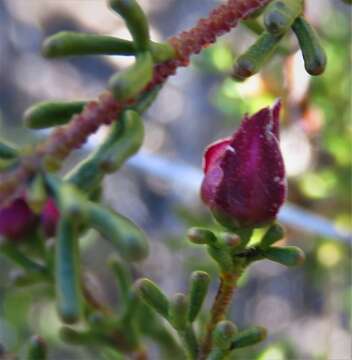 Image of Boronia inornata Turcz.