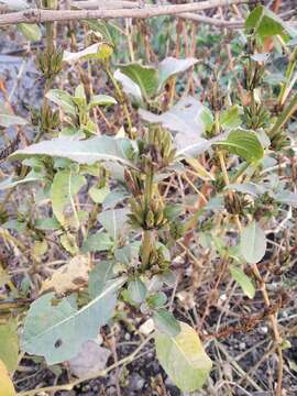 Image of Hygrophila ringens (L.) R. Br.