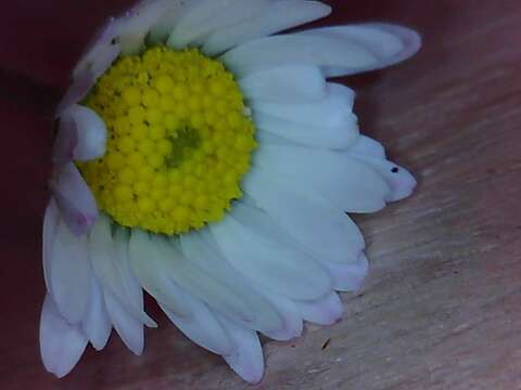 Image of Daisy