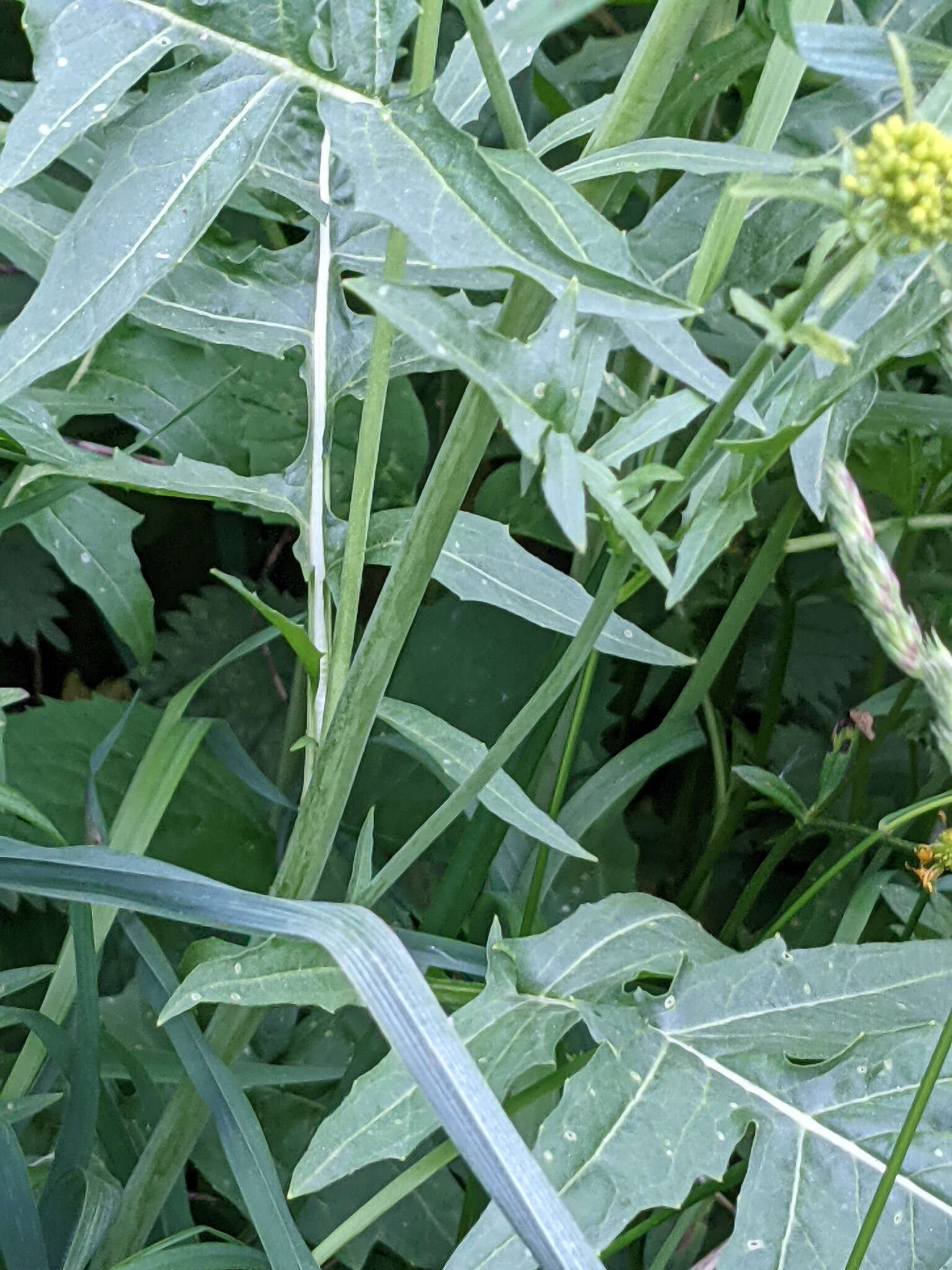 Слика од Sisymbrium austriacum Jacq.