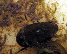 Image of Lesser silver water beetle