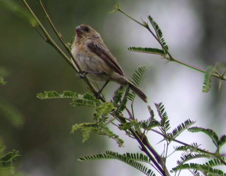 صورة Sporophila torqueola (Bonaparte 1850)