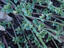 Indigofera glaucescens Eckl. & Zeyh.的圖片