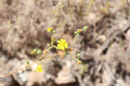 Image of San Diego Moonshine-Daisy