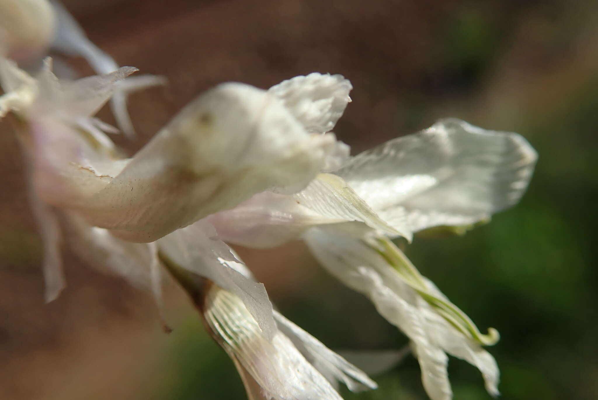 Image of Dierama pallidum Hilliard