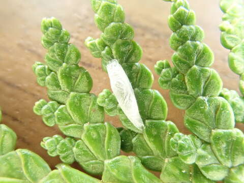 Image de Argyresthia aureoargentella Brower 1953