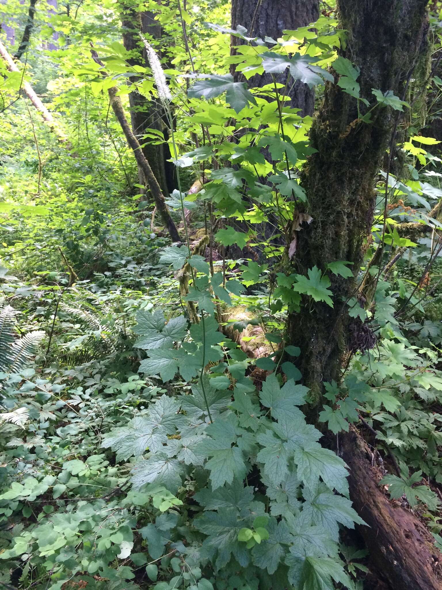 Image of Actaea elata var. elata