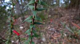 Plancia ëd Epacris impressa Labill.