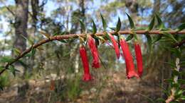 Plancia ëd Epacris impressa Labill.