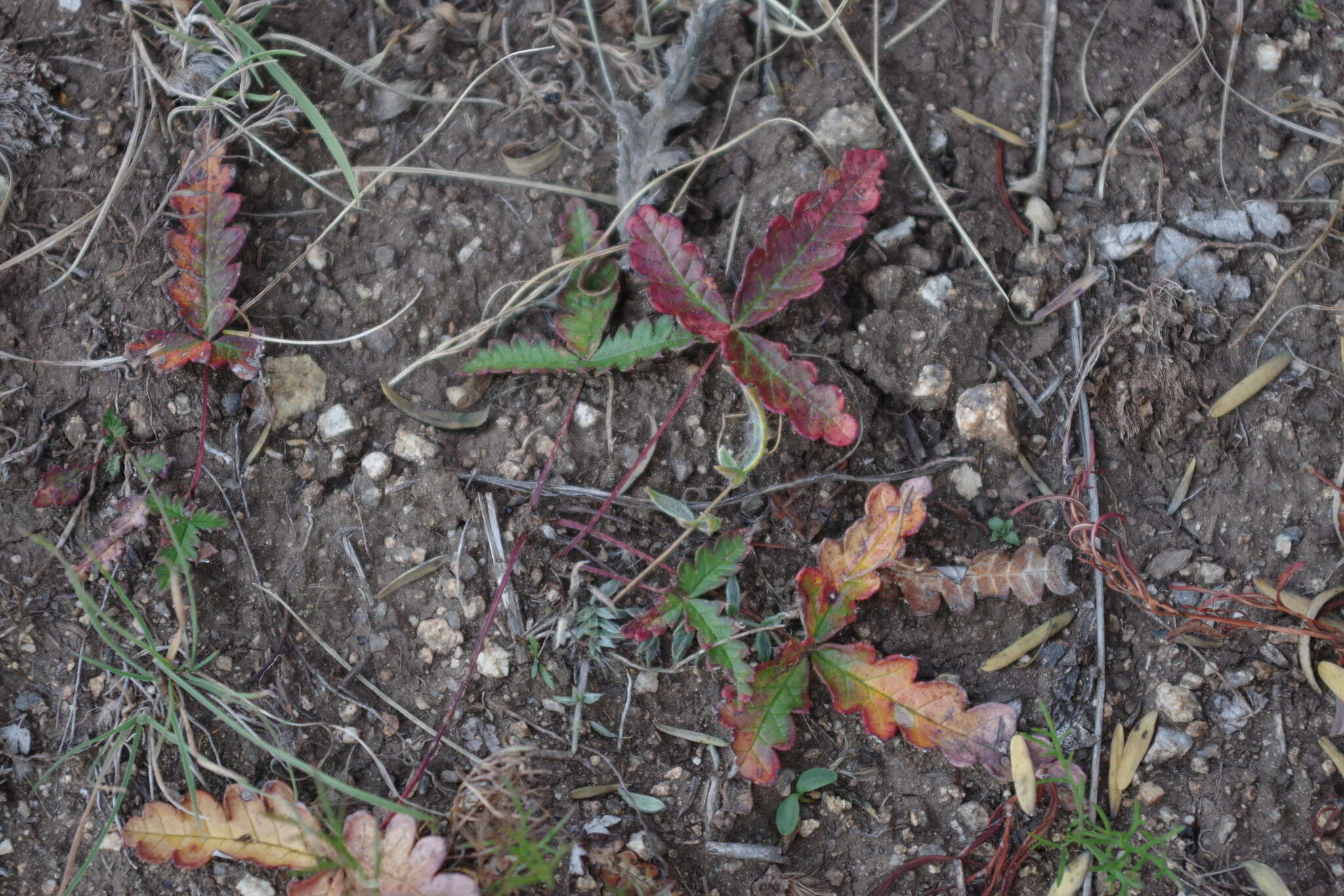 Image of Potentilla leucophylla F. Sauter