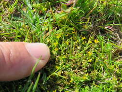 Image of slender hop clover