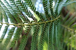 Image of Rough Tree Fern