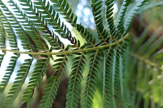 Image of Rough Tree Fern