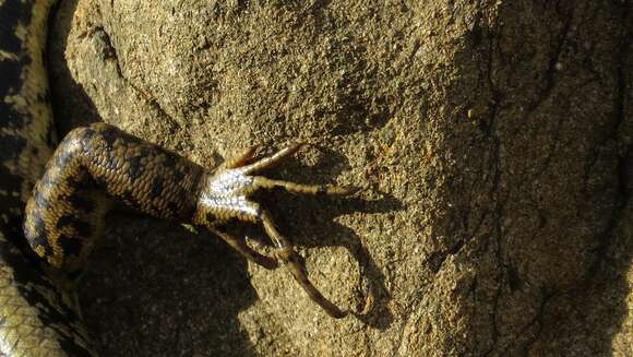 Image of Eastern Water Skink