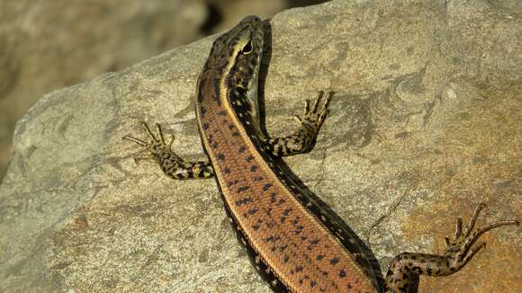 Image of Eastern Water Skink