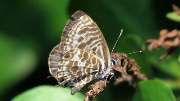 Image of Leptotes plinius