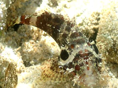 Image of Common scorpionfish