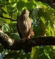 Image of Fiji Goshawk