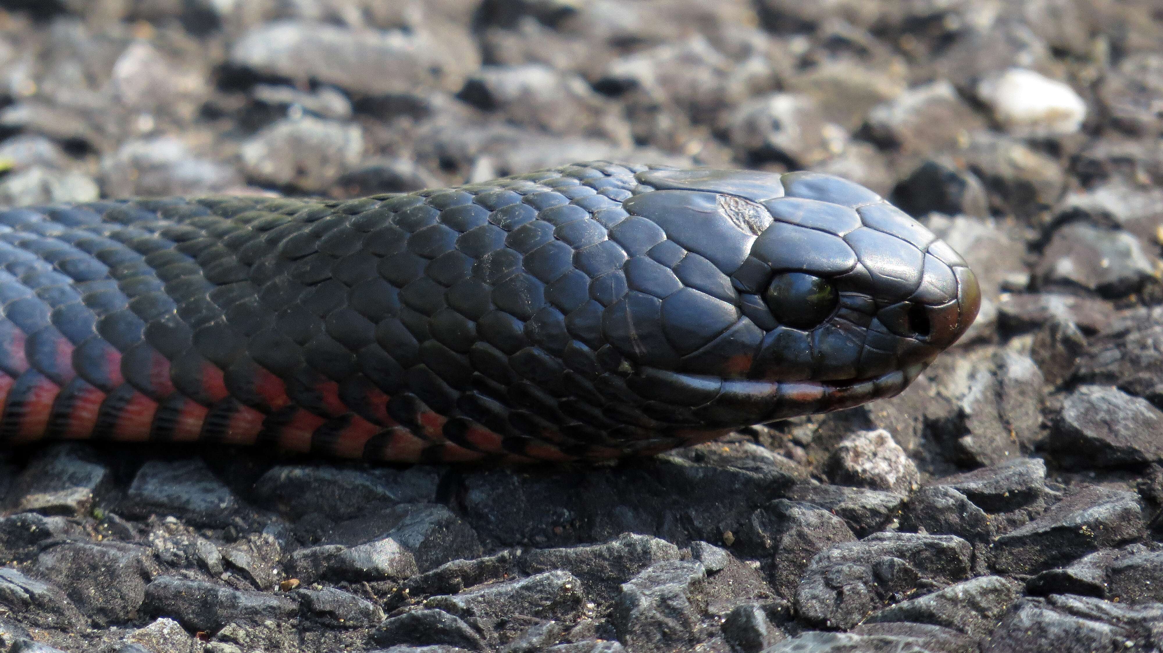 Image of red-bellied black snake