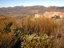 Image of Leucadendron sorocephalodes Phillips & Hutchinson