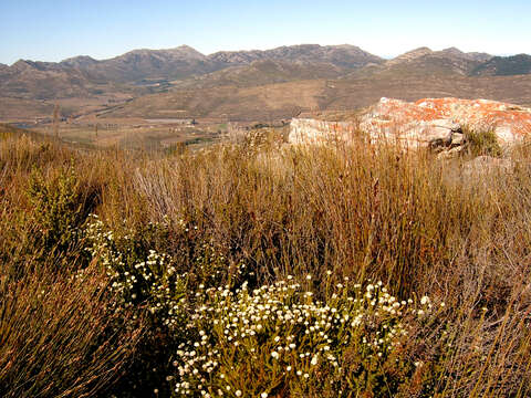 Image of Leucadendron sorocephalodes Phillips & Hutchinson