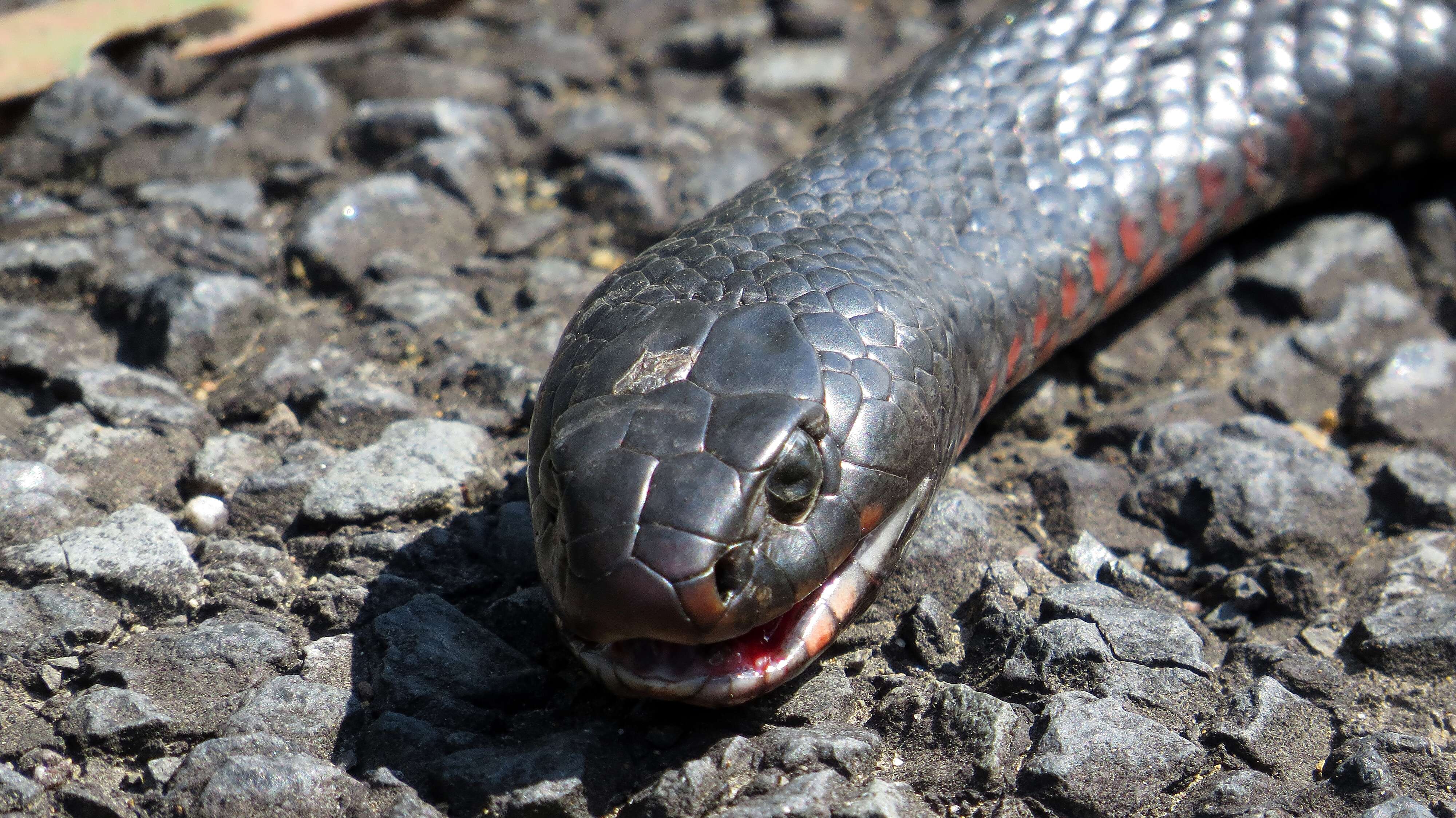 Image of red-bellied black snake