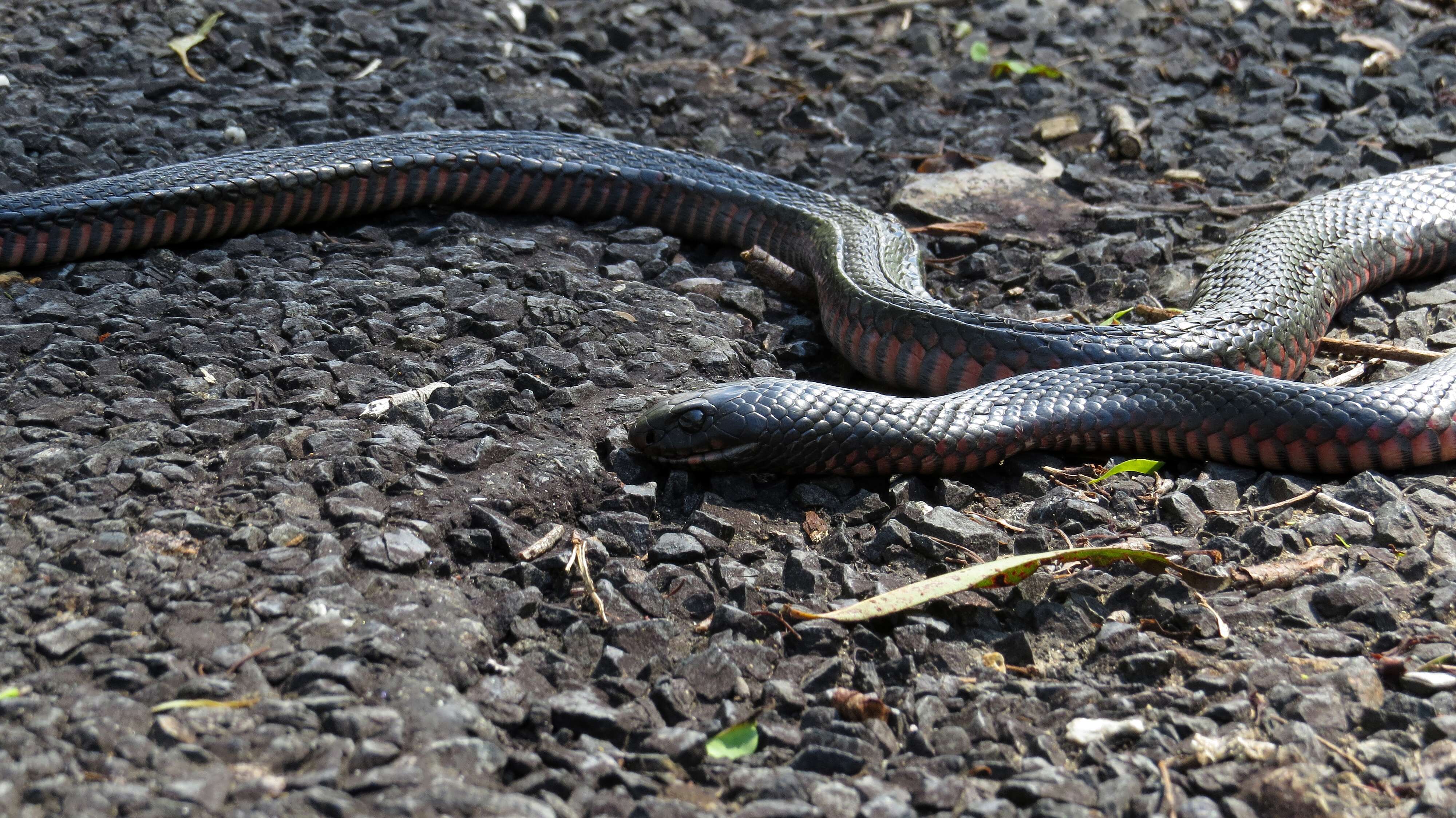 Слика од Pseudechis porphyriacus (Shaw 1794)