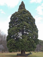 Image of giant sequoia