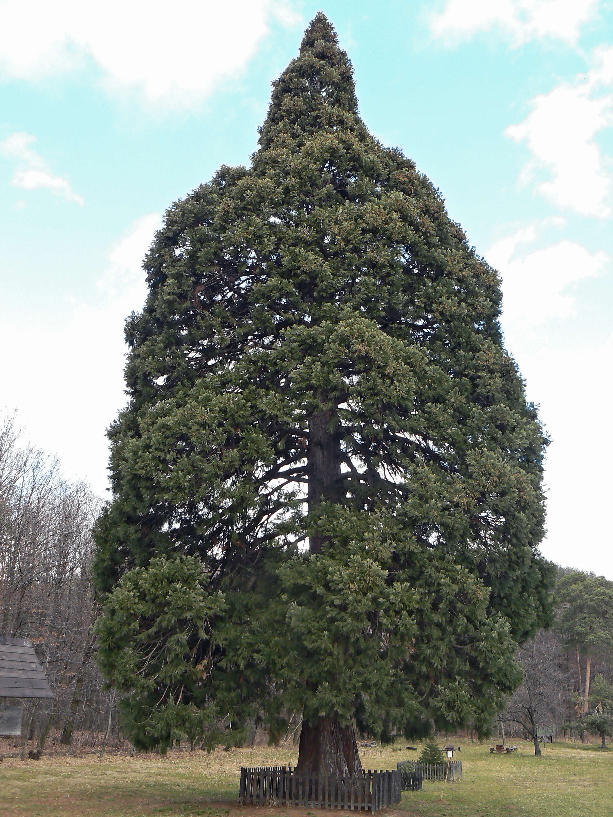 Image of giant sequoia