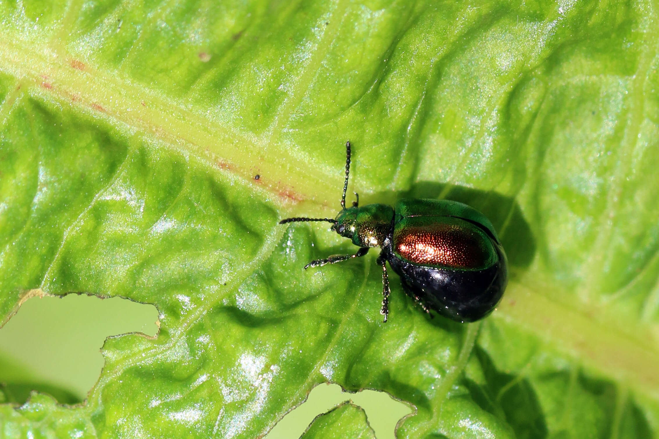 Image of Gastrophysa viridula