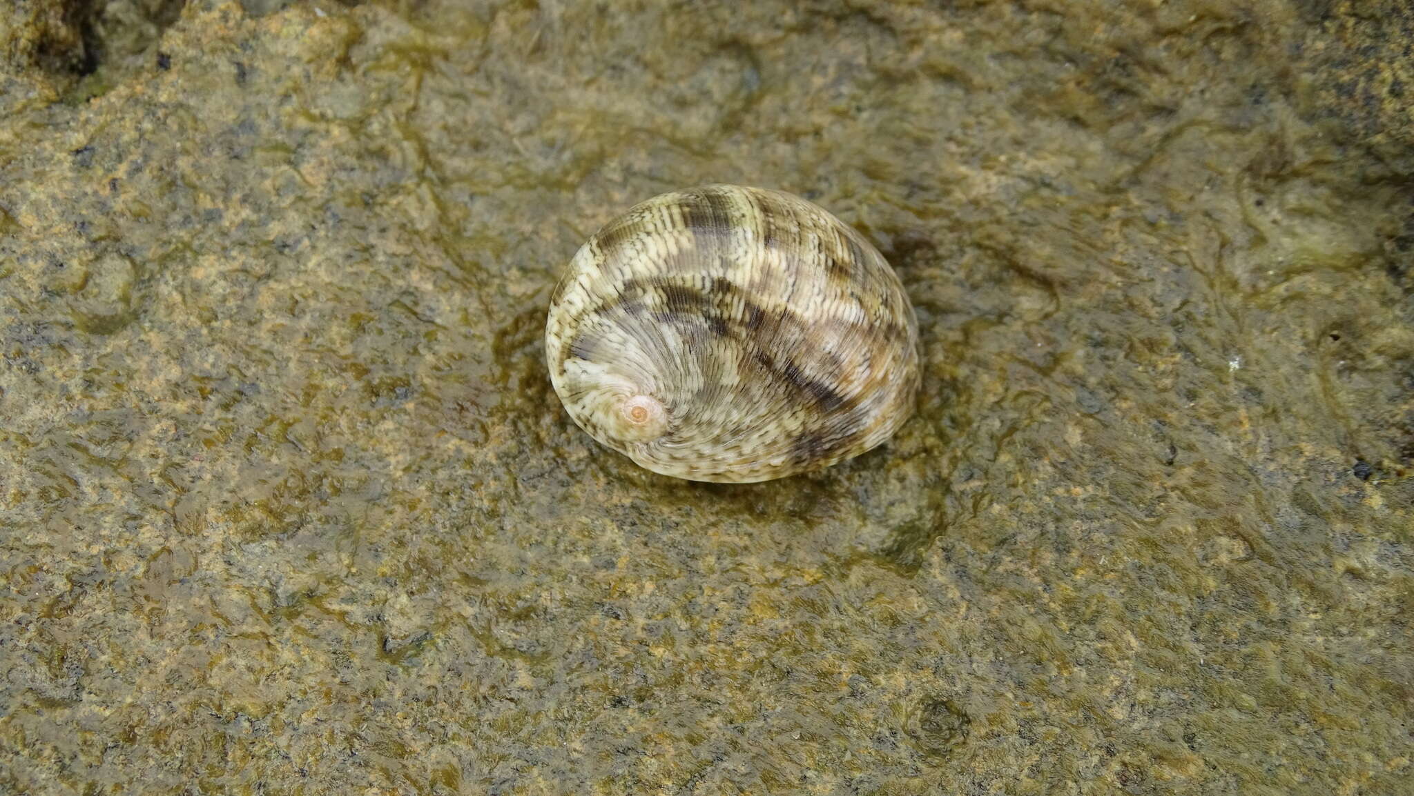 Image of polished nerite