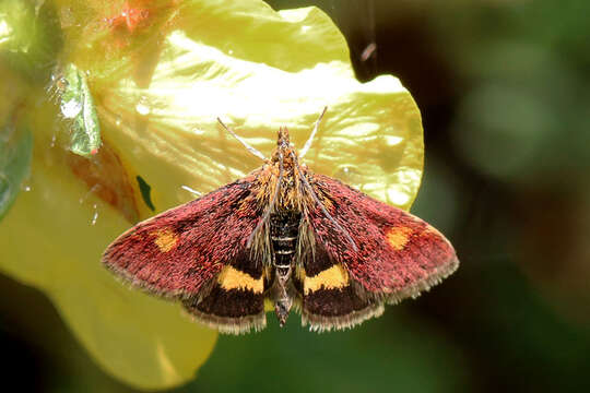 Image of Mint moth