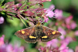 Image of Mint moth