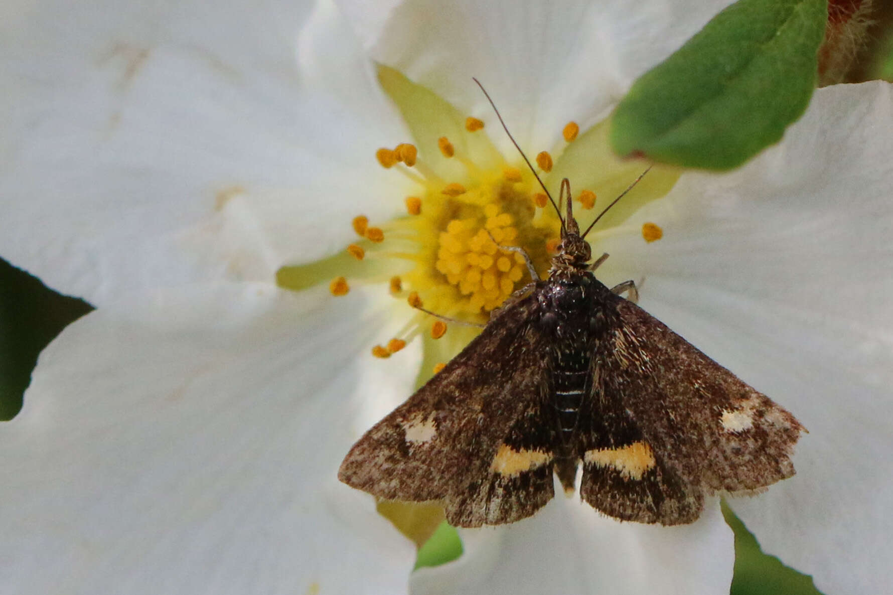 Image of Mint moth