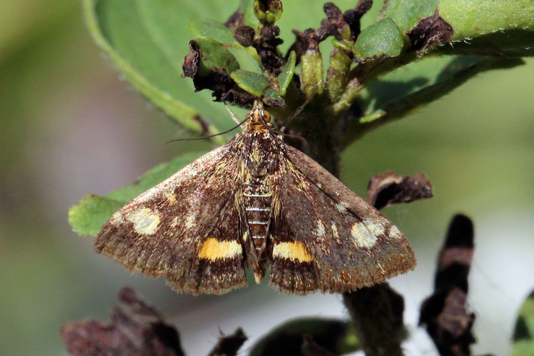 Image of Mint moth