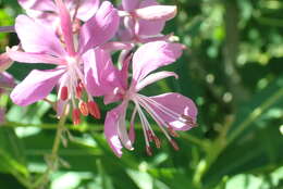 Image of fireweed