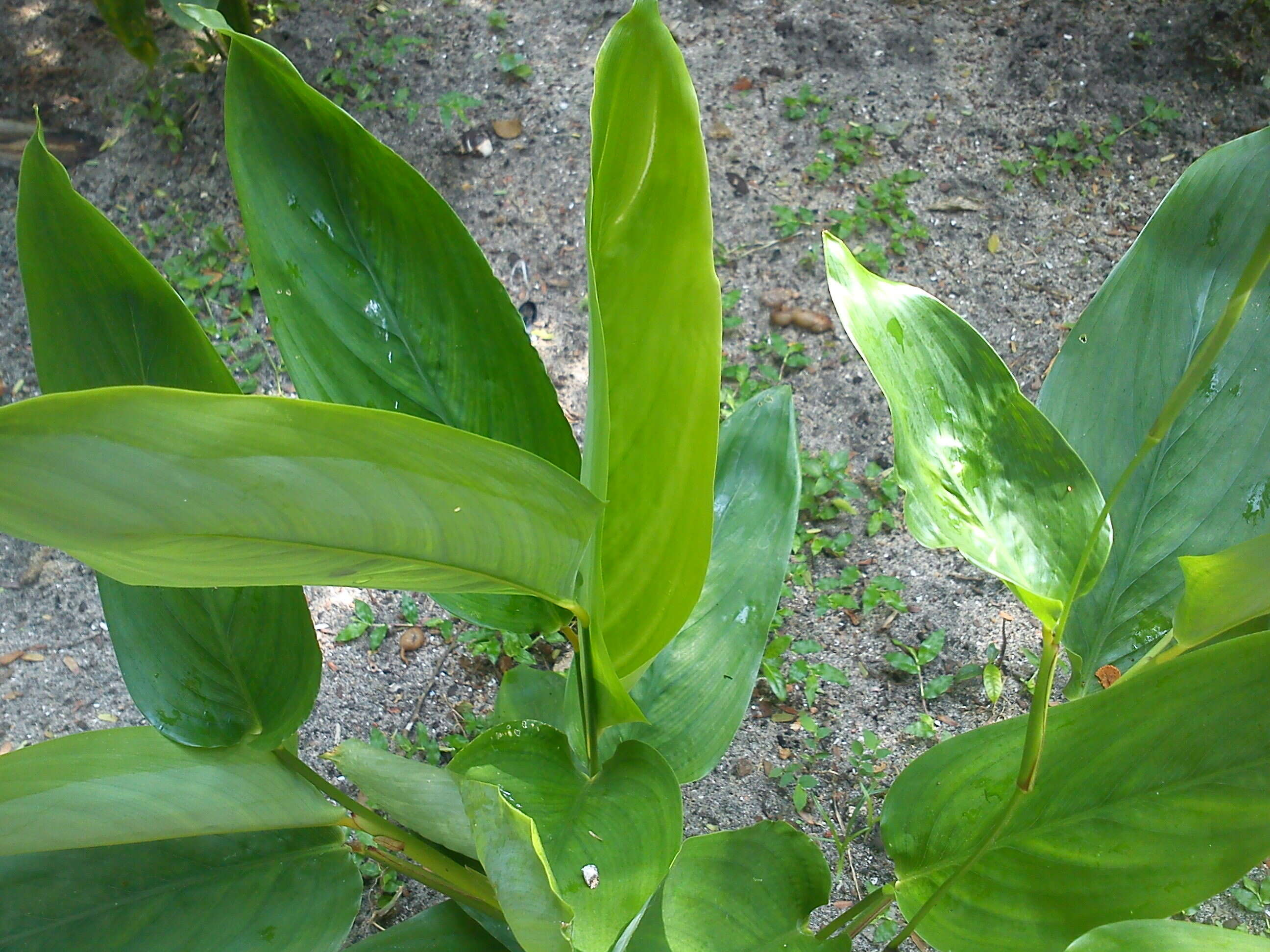 Image of arrowroot