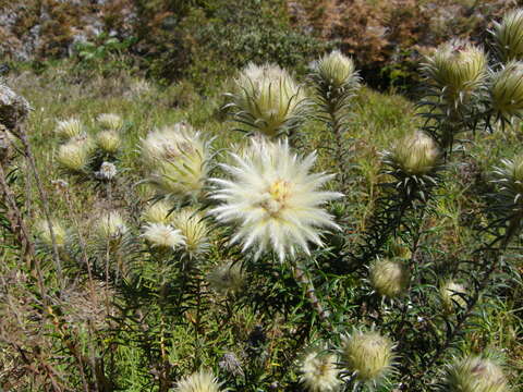 Phylica pubescens var. pubescens resmi