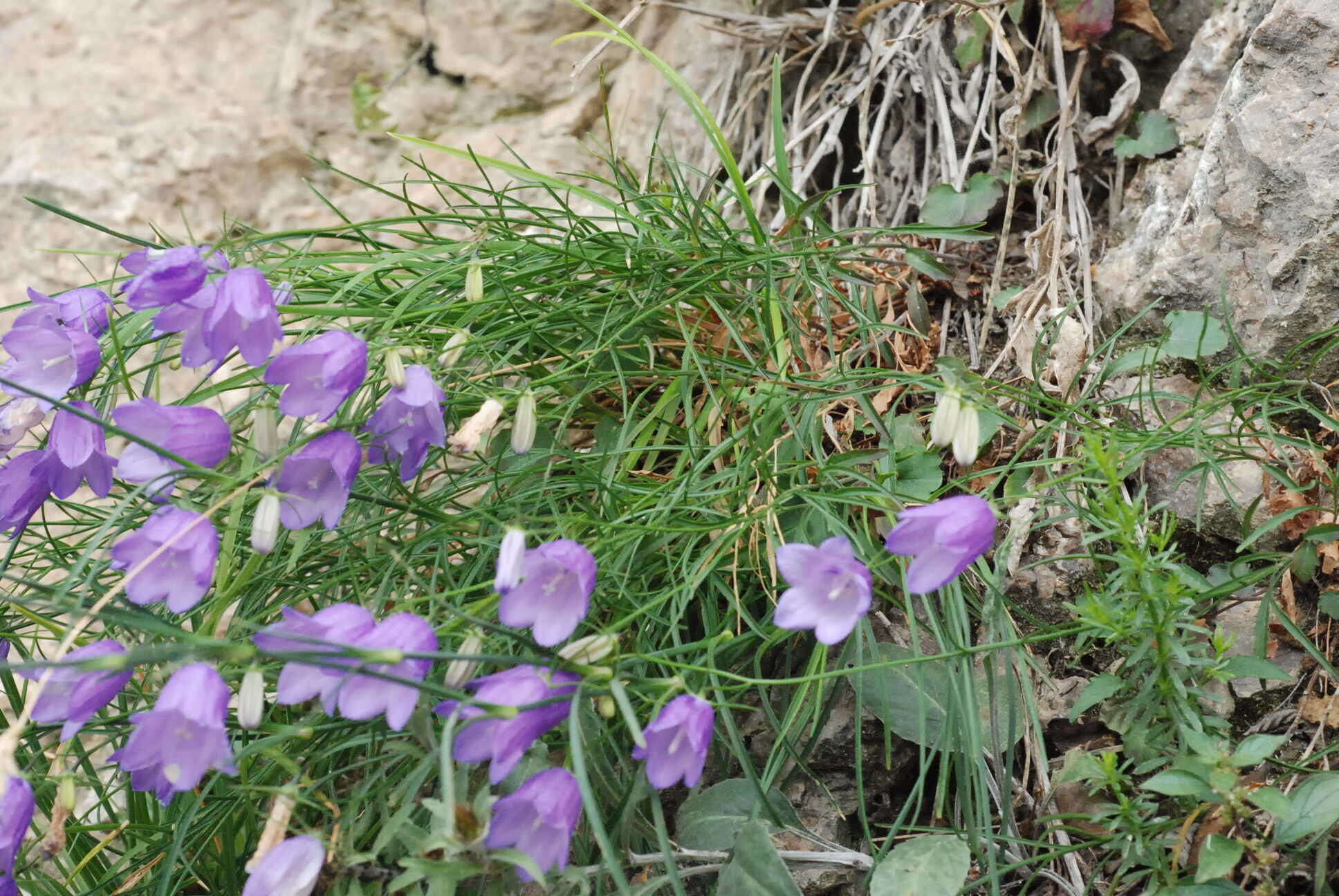 Image of Campanula martinii F. Fen., Pistarino, Peruzzi & Cellin.