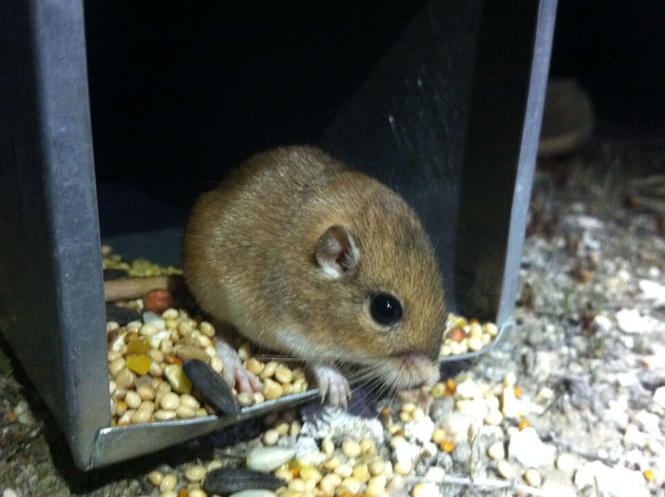 Image of San Joaquin pocket mouse