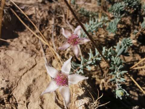 Image de Reaumuria alternifolia (Labill.) Britten