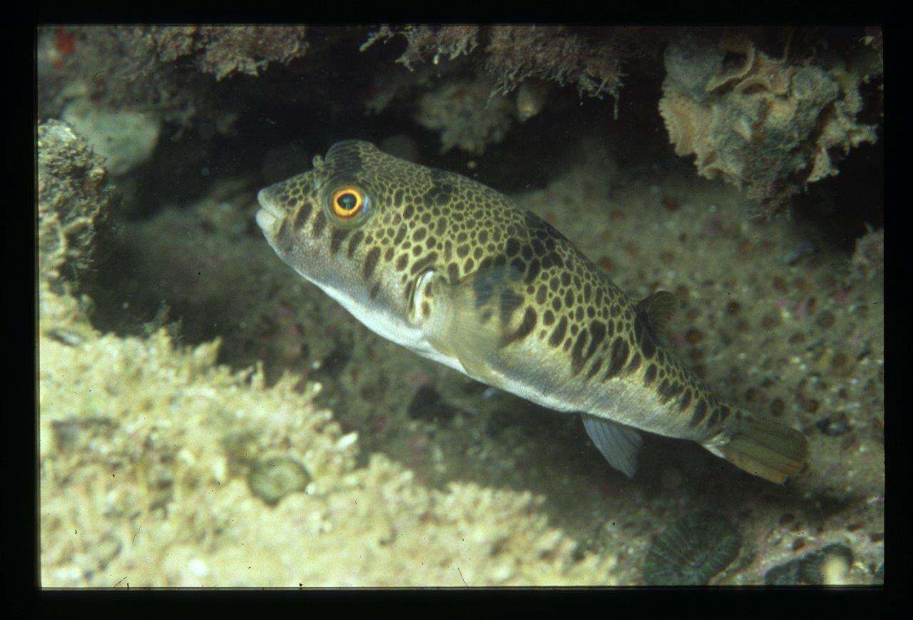 Image of Smooth Toadfish