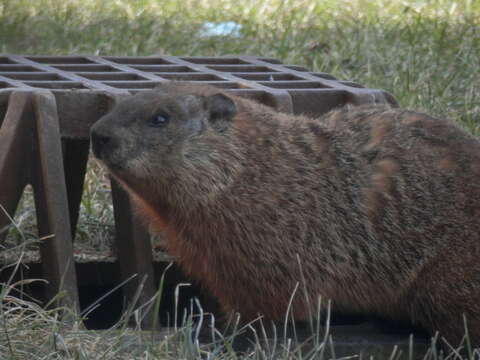 Image of Marmota subgen. Marmota Blumenbach 1779