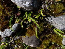 Image of Lepisorus clathratus (C. B. Cl.) Ching