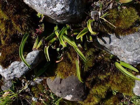 Слика од Lepisorus clathratus (C. B. Cl.) Ching